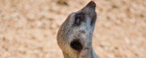Gallery-Nature